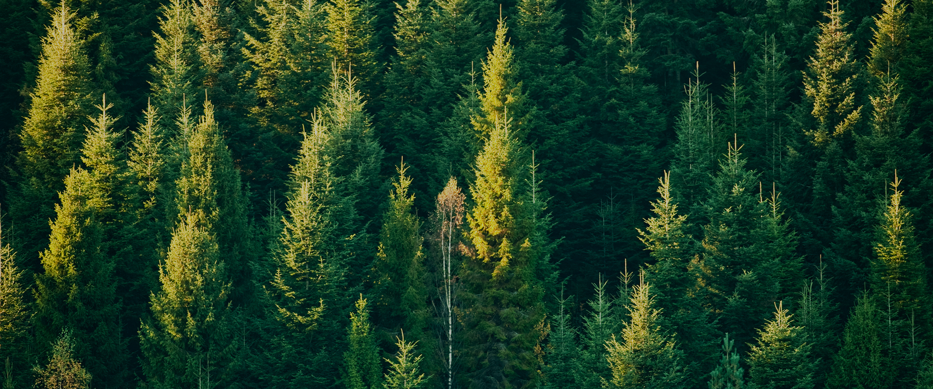 Sustainable manufacturing banner background showing green forest, symbolizing environmental protection and long-term development